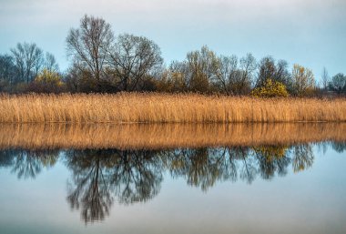 beautiful landscape with trees and dry grass on the lake