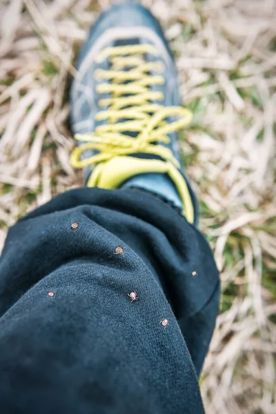Many Small Ticks Mite Black Pants — Stok fotoğraf
