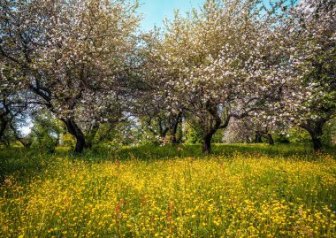 blooming spring apple tree garden
