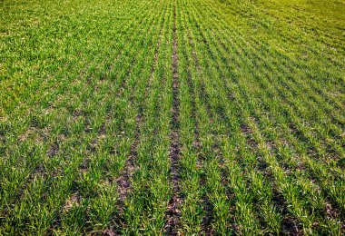 rows of sprouted green grass