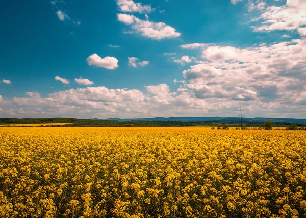 Blue Yellow Landscape Lush Rape Field Cloudy Sky — Stok fotoğraf