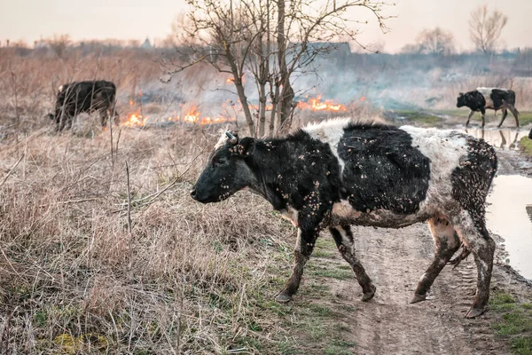 Koeien Rennen Weg Van Het Vuur Milieuprobleem — Stockfoto