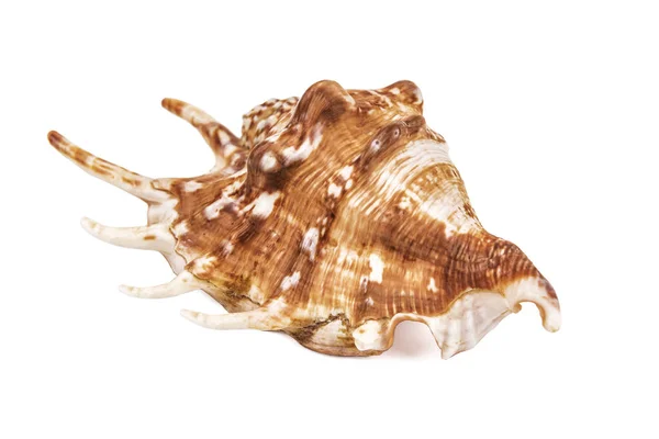 Horned Seashell Isolated White — Stok fotoğraf
