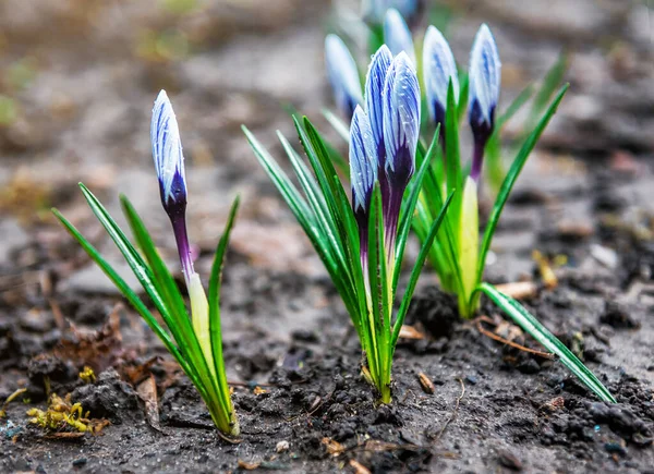 Photo Beautiful Crocuses Flower Rain — Stock Photo, Image