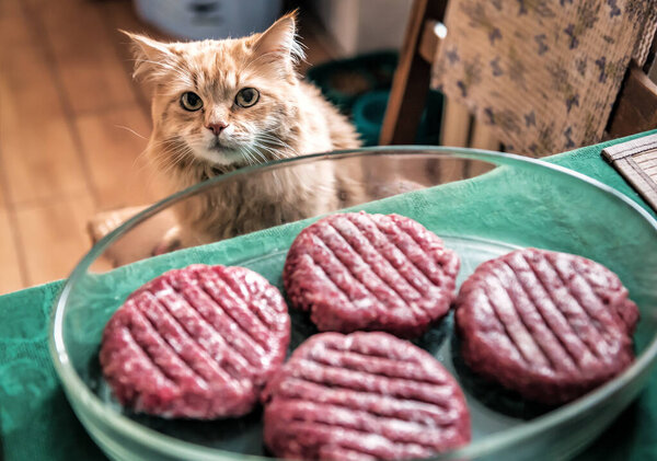 Красная кошка ждет мясной бургер