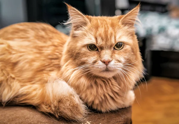 Retrato Hermoso Gato Persa Rojo —  Fotos de Stock