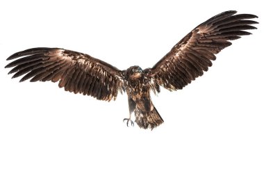 flying predator eagle isolated on white