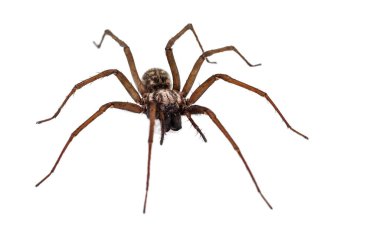 live terrible spider predator isolated on white