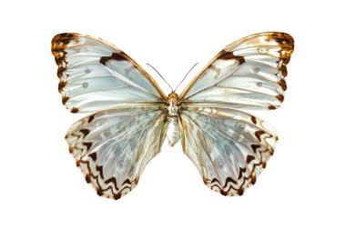Beyaz Morpho Kelebeği beyaz üzerinde izole