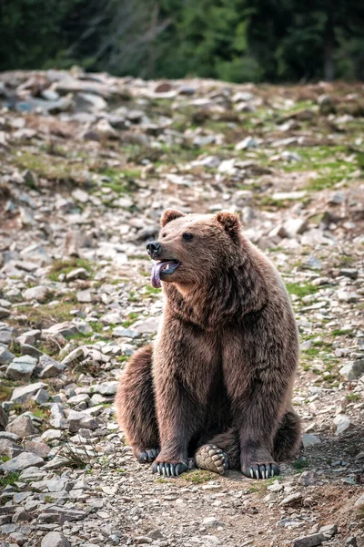 Roztomilý Medvěd Hnědý Ukazuje Svůj Jazyk — Stock fotografie