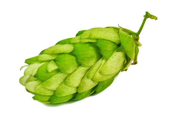 Green Hop Cone Isolated White — Stok fotoğraf