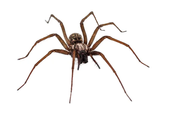 Live Terrible Spider Predator Isolated White — Stock Photo, Image