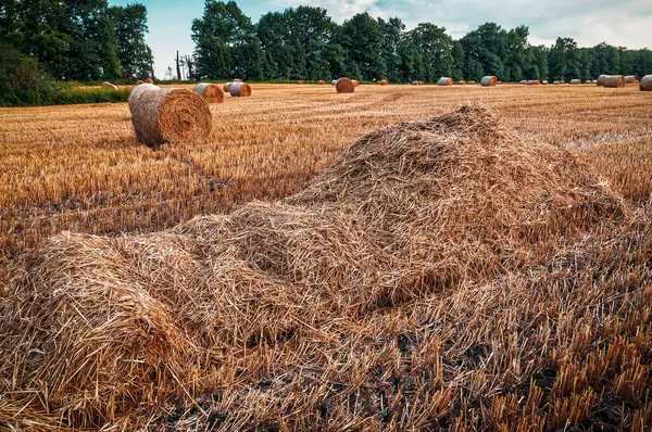 畑に藁と干し草の山 農業のテーマ — ストック写真