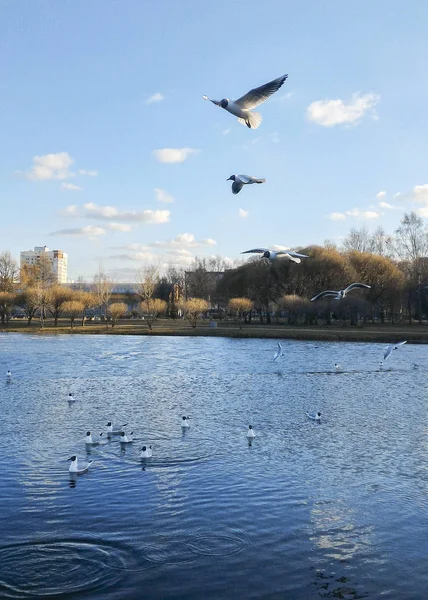 Sirályok repülnek a tó felett, és a vízen landolnak. — Stock Fotó