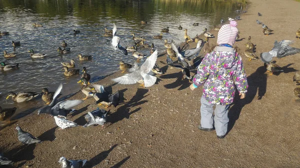 Ein Kind rennt Tauben und Enten hinterher, Rückansicht — Stockfoto