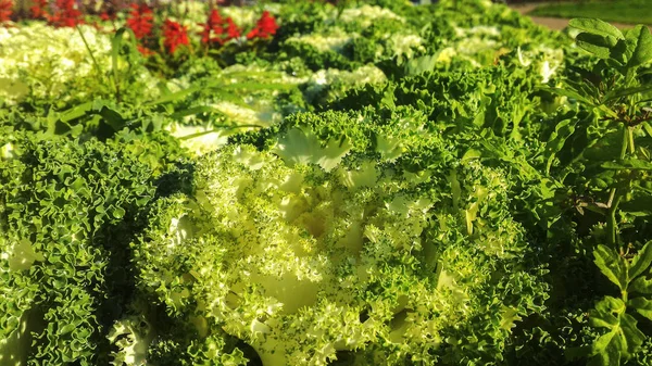 Zierkohl mit grünen Blättern im Beet — Stockfoto