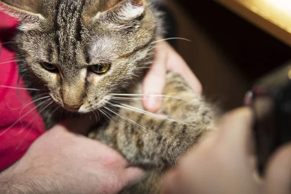 Retrato de un gato moreno acostado en los brazos de un hombre —  Fotos de Stock