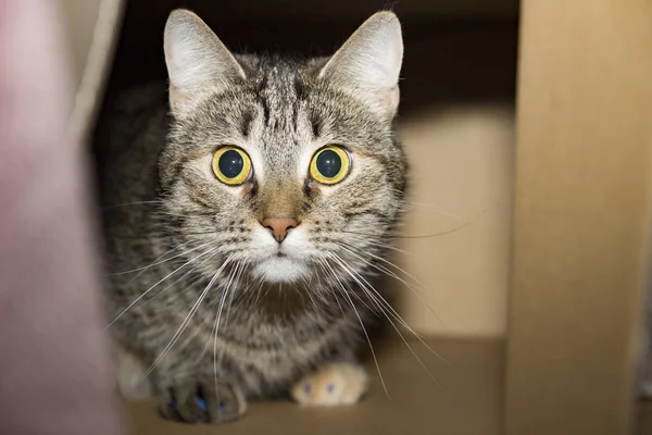 Brown tabby cat peeks έξω από το κουτί. — Φωτογραφία Αρχείου