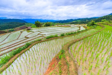 pirinç alan pa pong pieng içinde