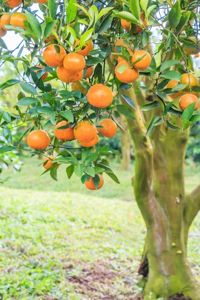 Arancio nel Parco — Foto Stock