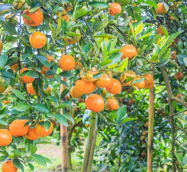 公園のオレンジの木 — ストック写真