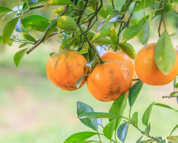 公園のオレンジの木 — ストック写真