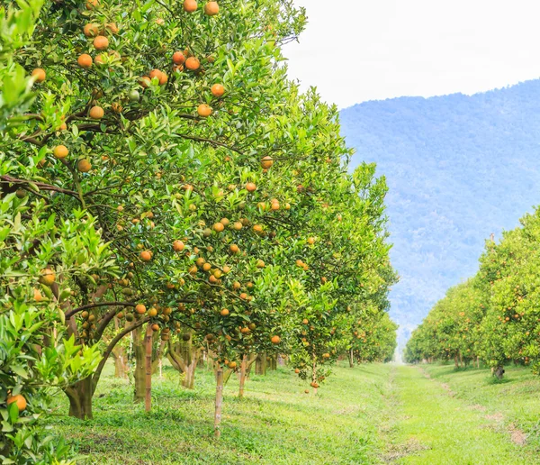 Orange trees Park — Stock Photo, Image