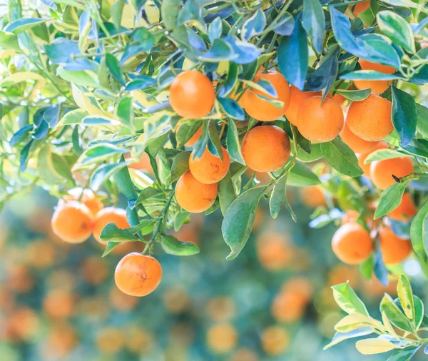 Orangenbaum im Park — Stockfoto