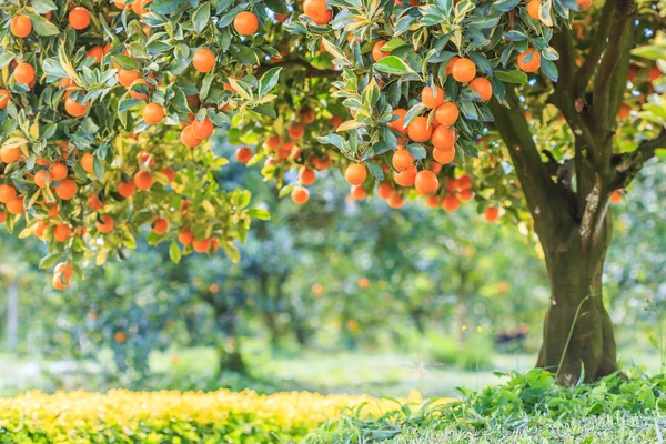 Pomarańczowe drzewa w parku — Zdjęcie stockowe