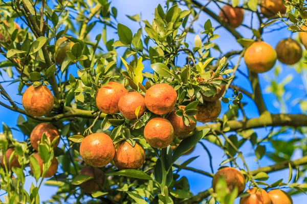 Апельсиновое дерево в парке — стоковое фото