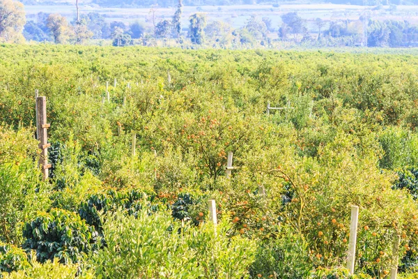 Orange trees Park — Stock Photo, Image