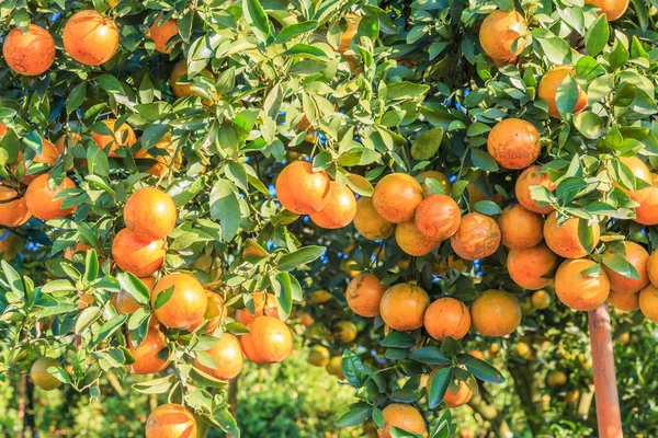 Orange tree in Park — Stock Photo, Image