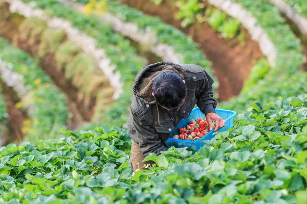 Boer werknemer plukken aardbeien — Stockfoto