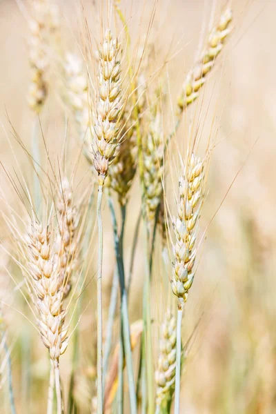 麦畑と大麦 — ストック写真