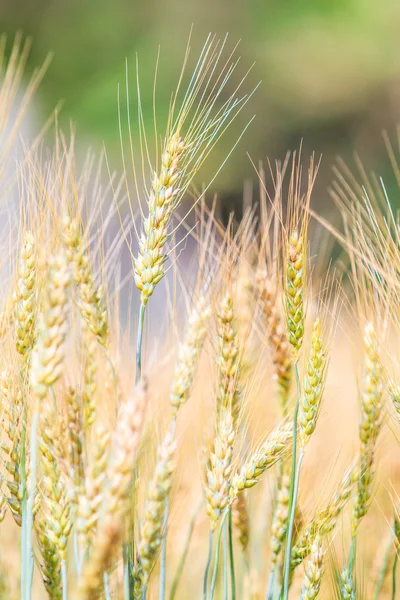 Campo di grano e orzo — Foto Stock