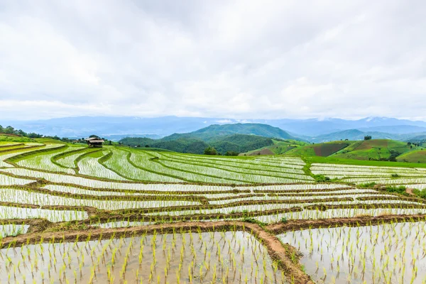 Campo de arroz en pa pong pieng — Foto de Stock