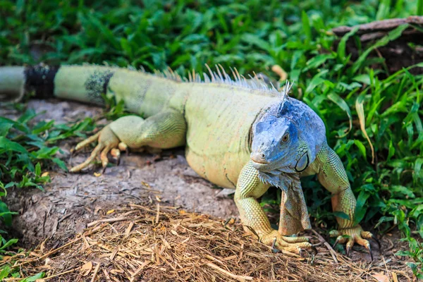Iguana salvaje verde —  Fotos de Stock