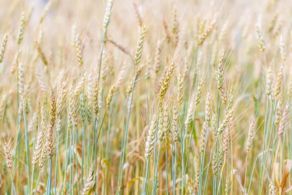 Campo de trigo e cevada — Fotografia de Stock