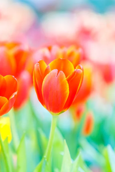 Hermosos tulipanes coloridos — Foto de Stock