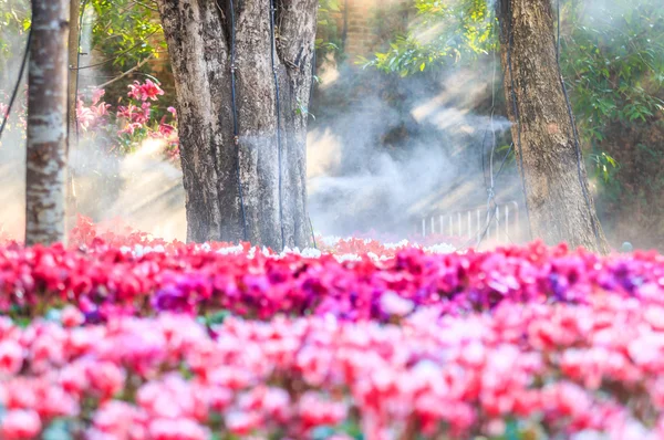 美しいフラワー ガーデン — ストック写真