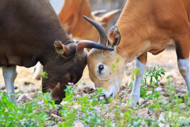 Yağmur ormanlarında kırmızı boğa 