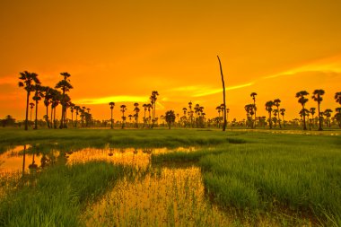 Gün batımı Paddy Tayland