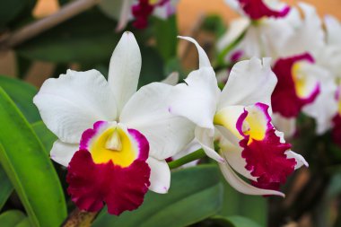 orkide çiçekleri arka plan   