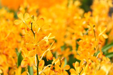 orkide çiçekleri arka plan   