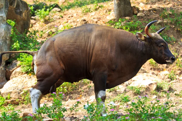 Toro rosso nella foresta pluviale — Foto Stock