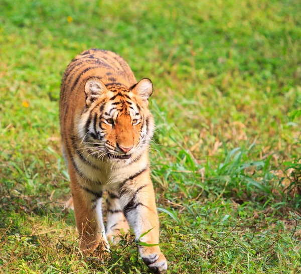Divoký vztek tygr — Stock fotografie