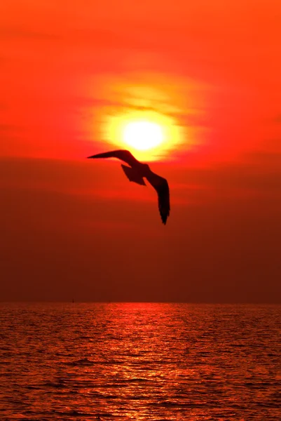Deniz üstünde uçan martı — Stok fotoğraf