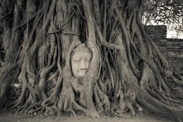 Cabeza de buda en raíces de árbol — Foto de Stock