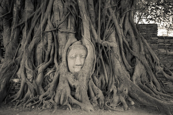  Buddha Head in Tree Roots
