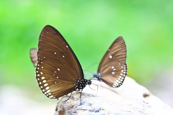 Colorful butterflies sitting on stone — Stock Photo, Image